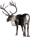 Caribou